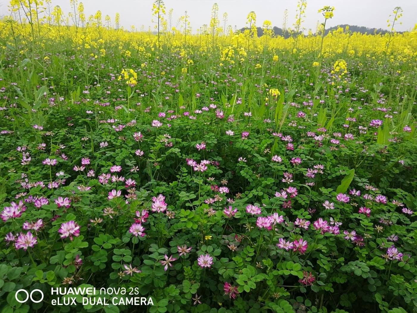 肥田油菜与紫云英混播