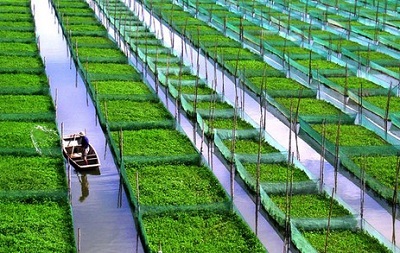 杂交水稻制种叶面喷施“富乐硼”增产效果显著