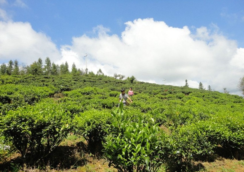 浅谈硼肥的施用技术